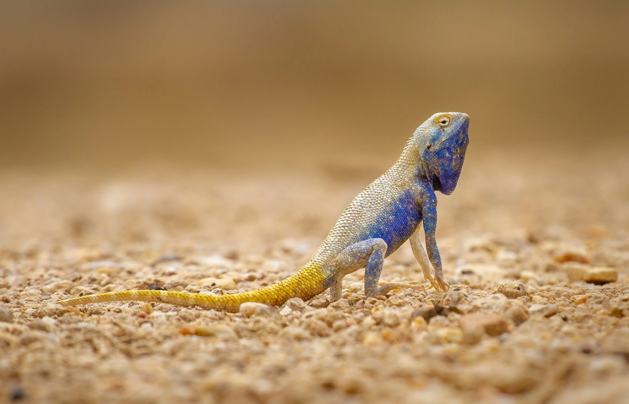 Brilliant agama