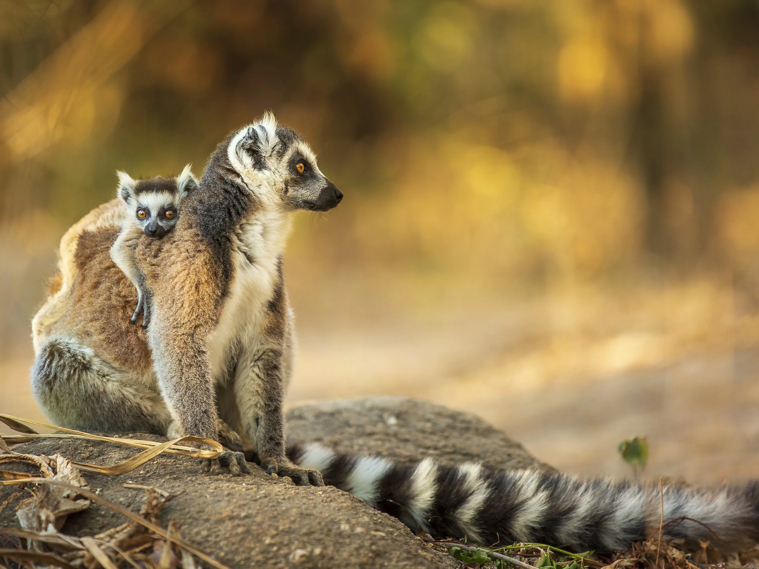 Ring-tailed lemurs