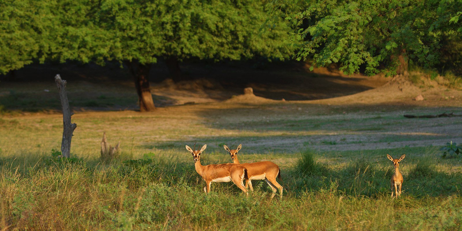 An Indian gazelle family