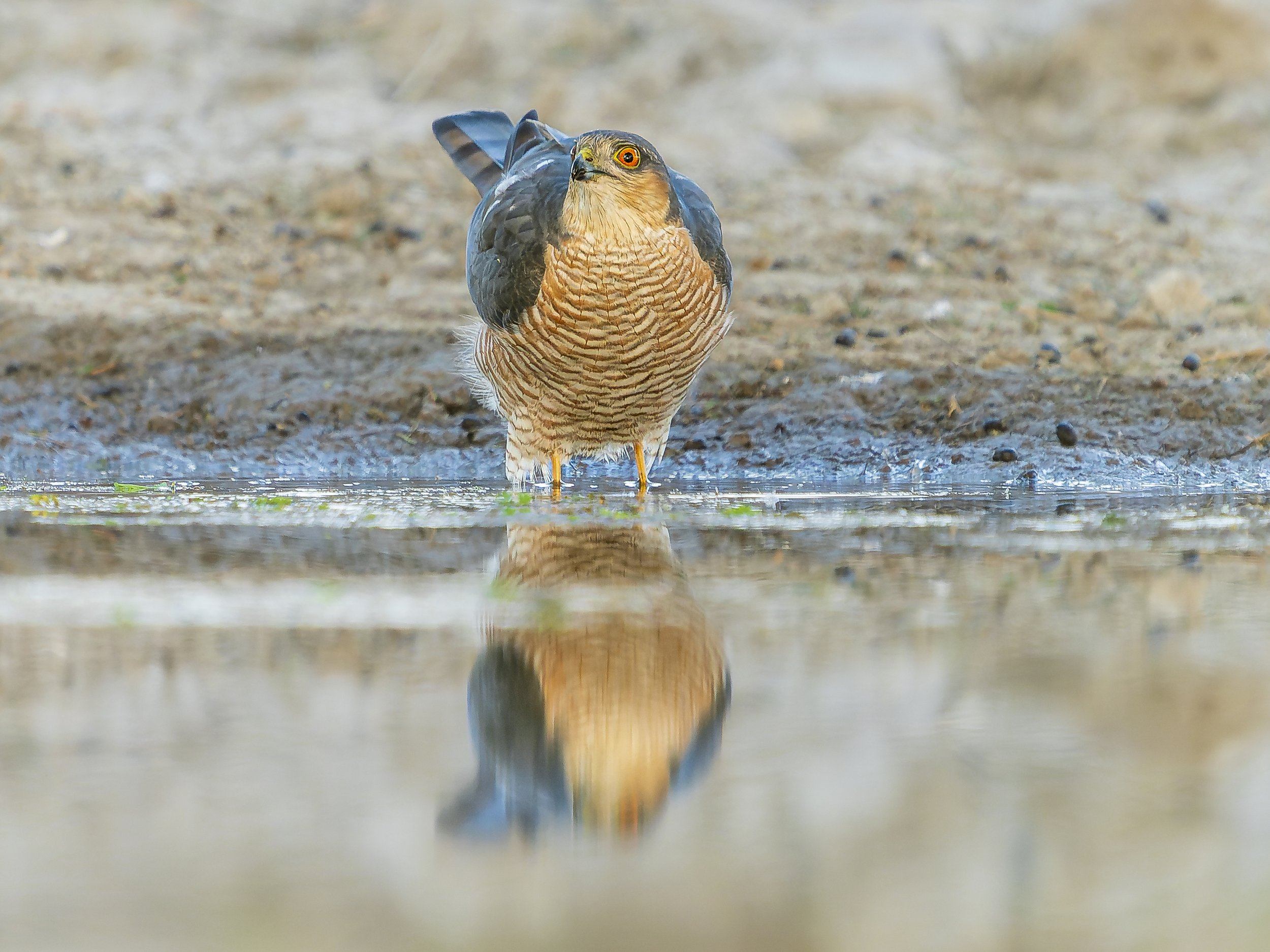 Eurasian sparrowhawk