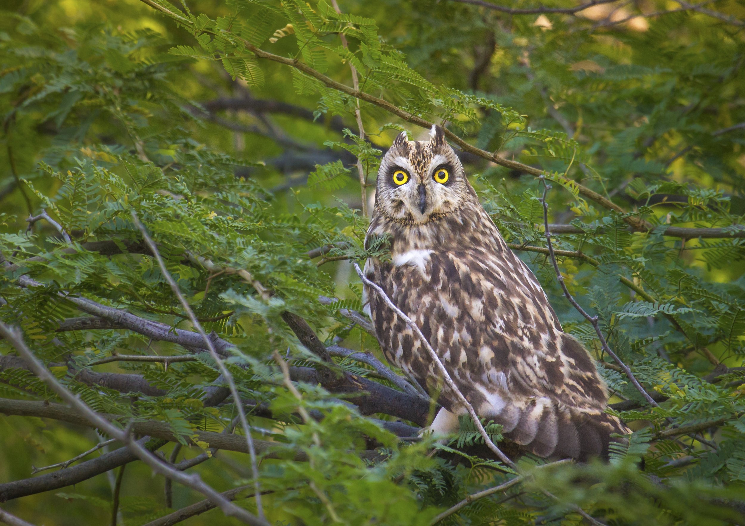Short-eared owl
