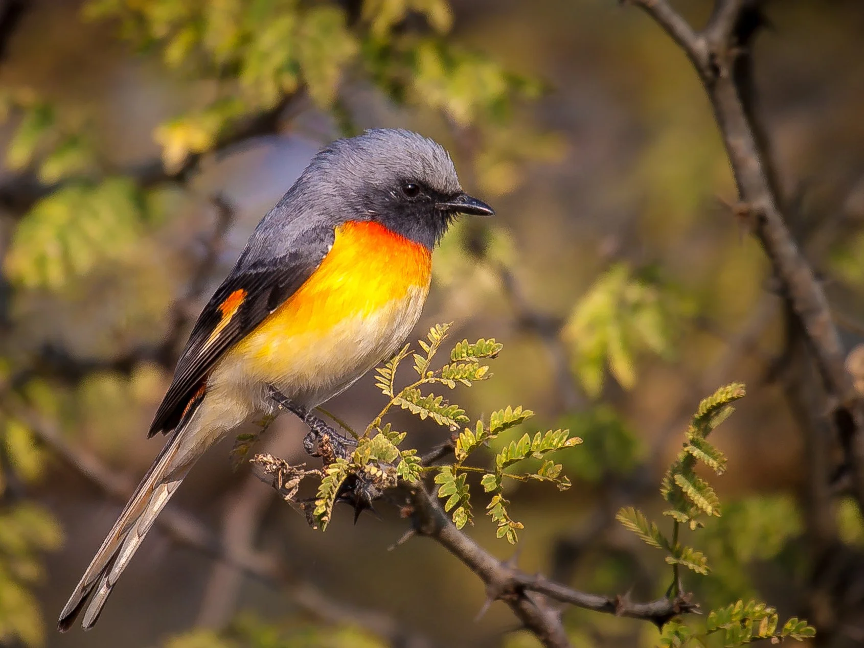 Small minivet 