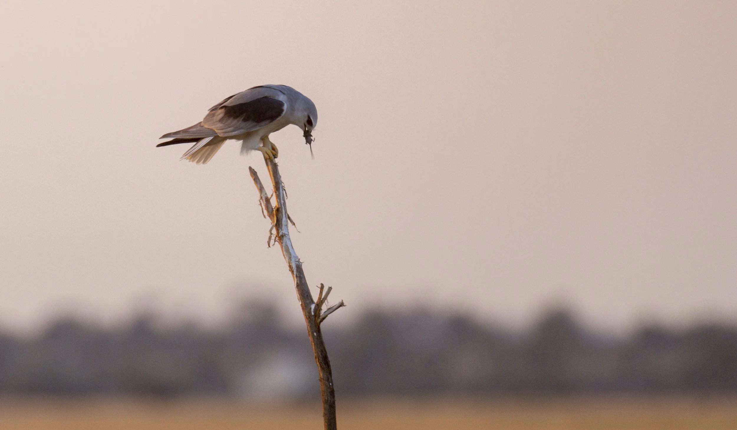 Black-shouldered kite