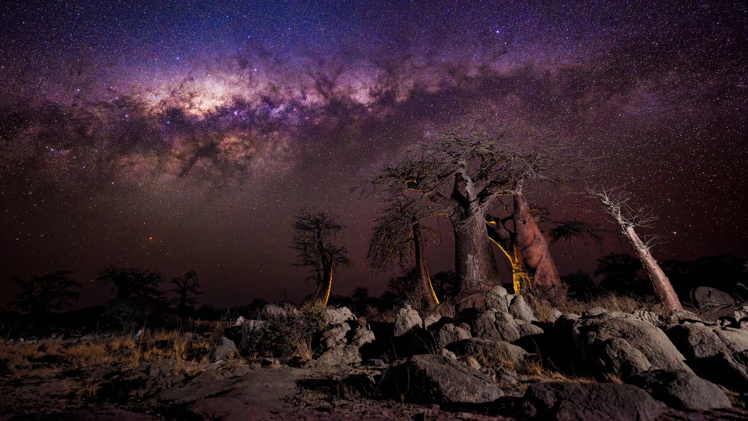 Baobabs under the milky way, Kubu Island, Botswana 