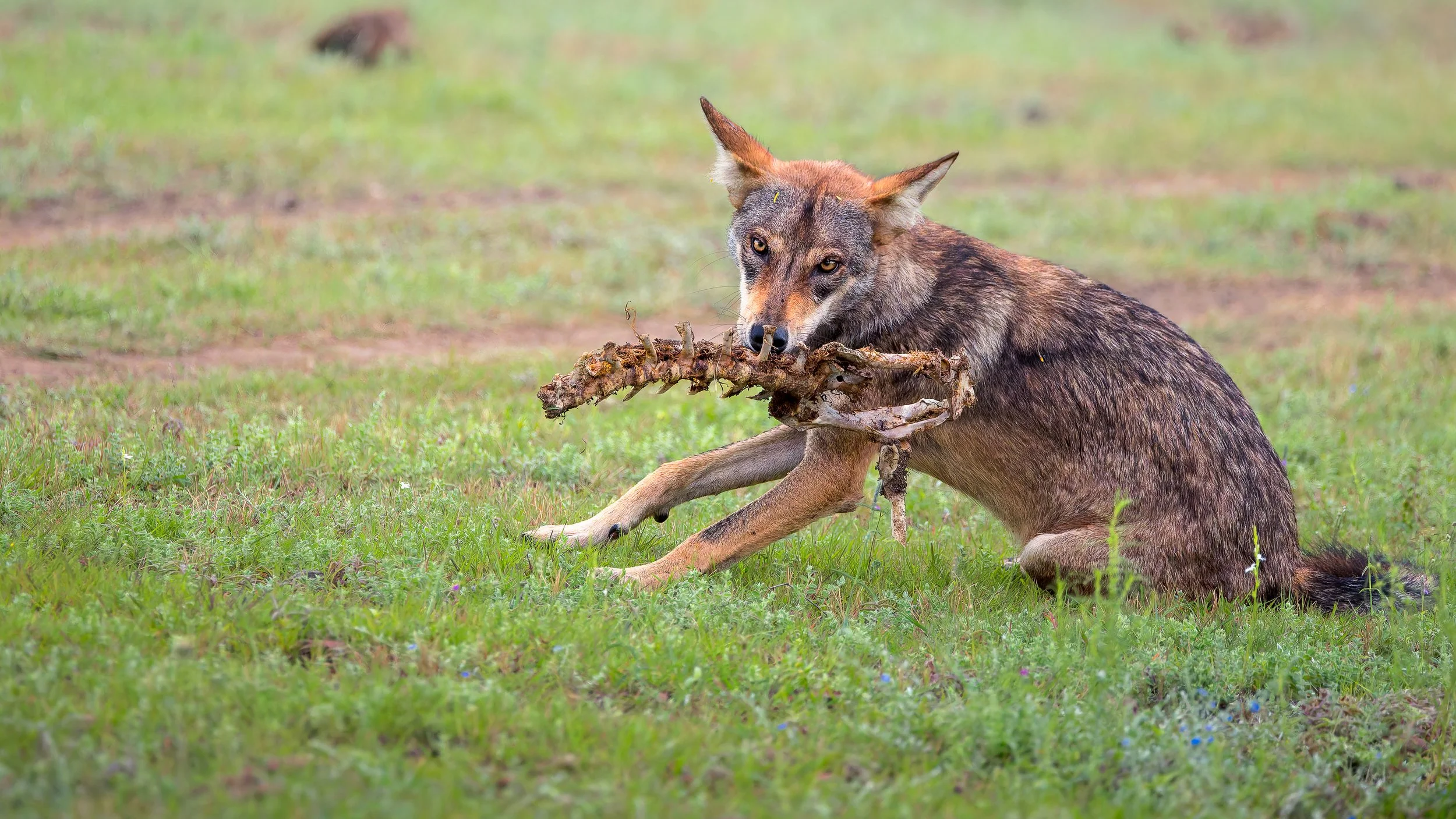 Wolf with old bone.jpg