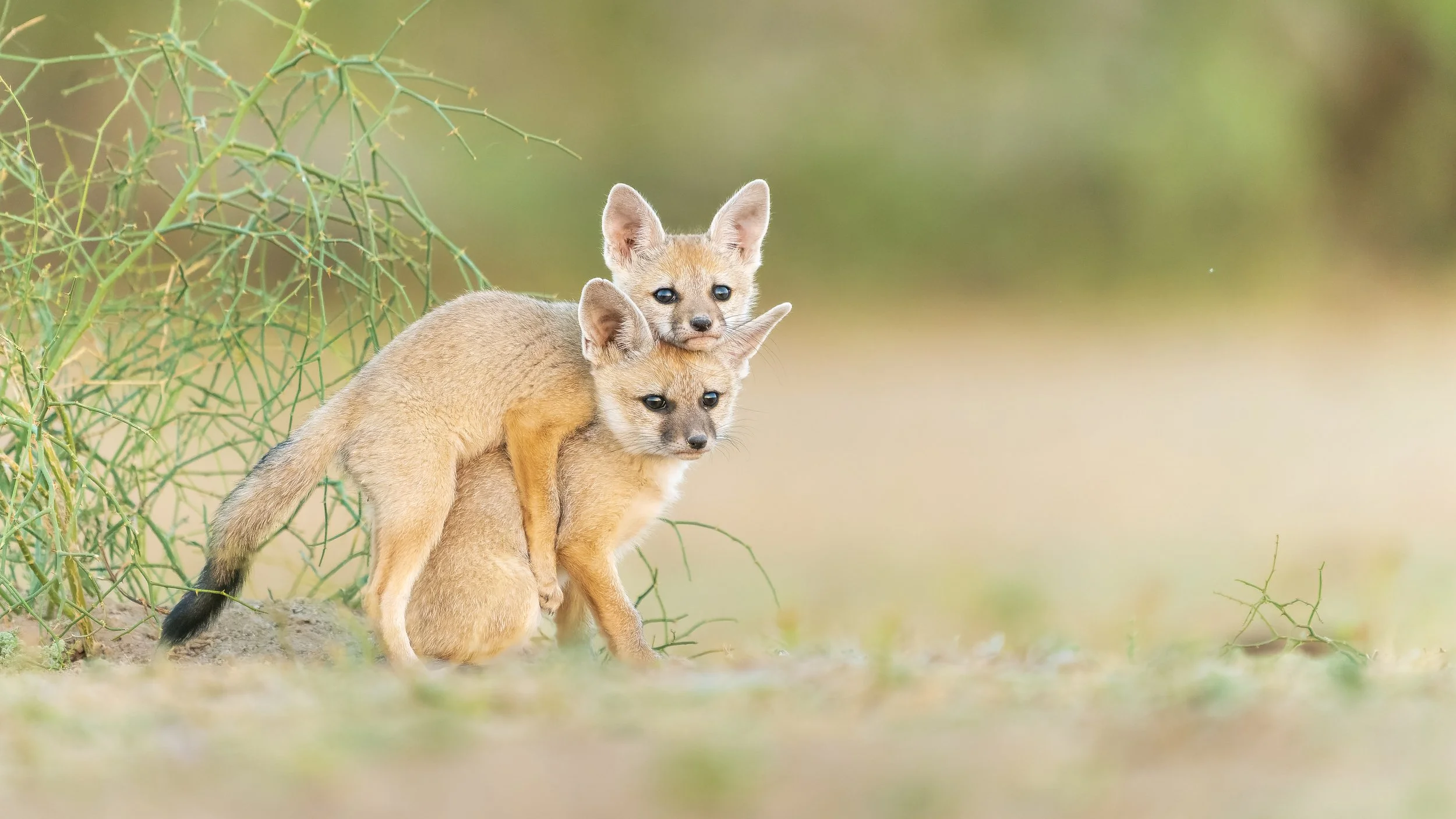 Indian fox pups, Rann of Kutch, India