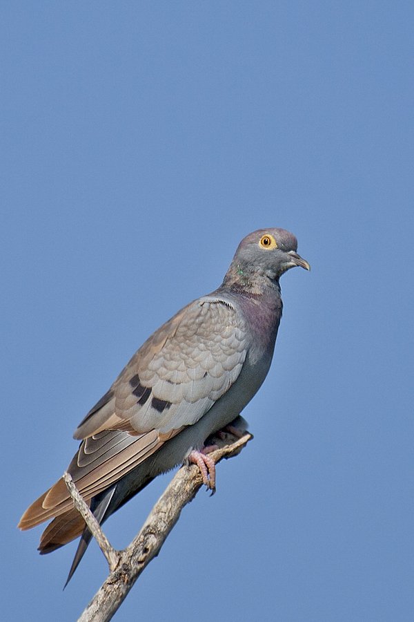 Yellow-eyed pigeon