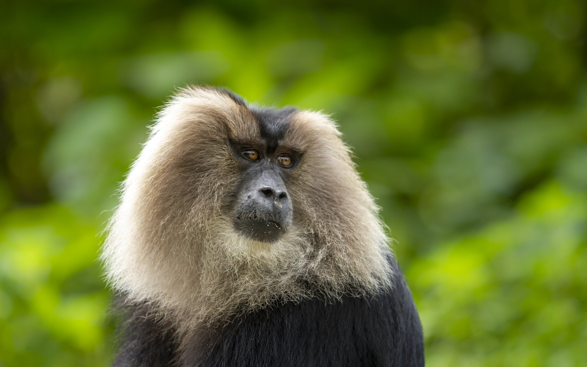 Lion-tailed macaque, Valparai, India 