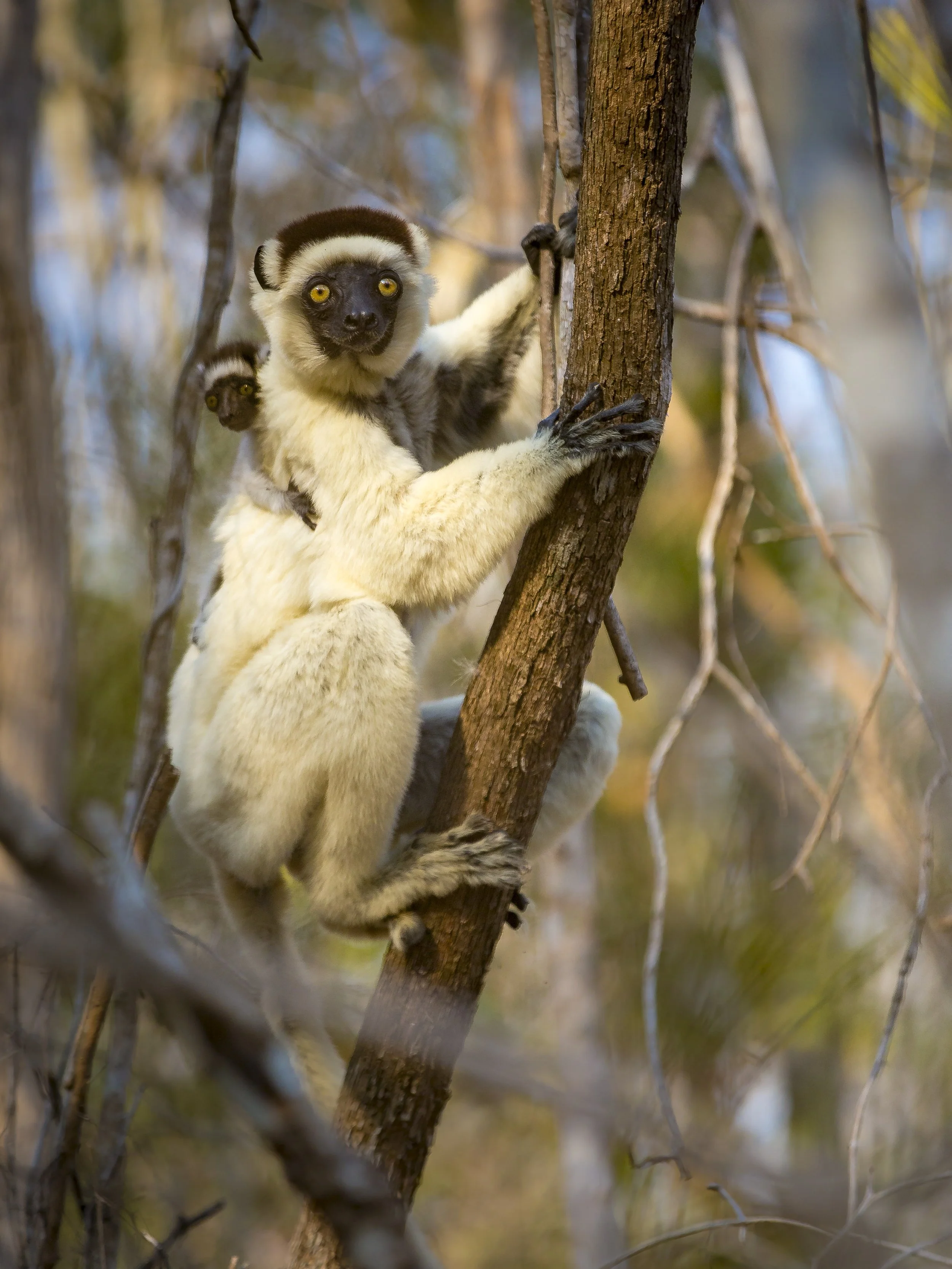 Sifaka 