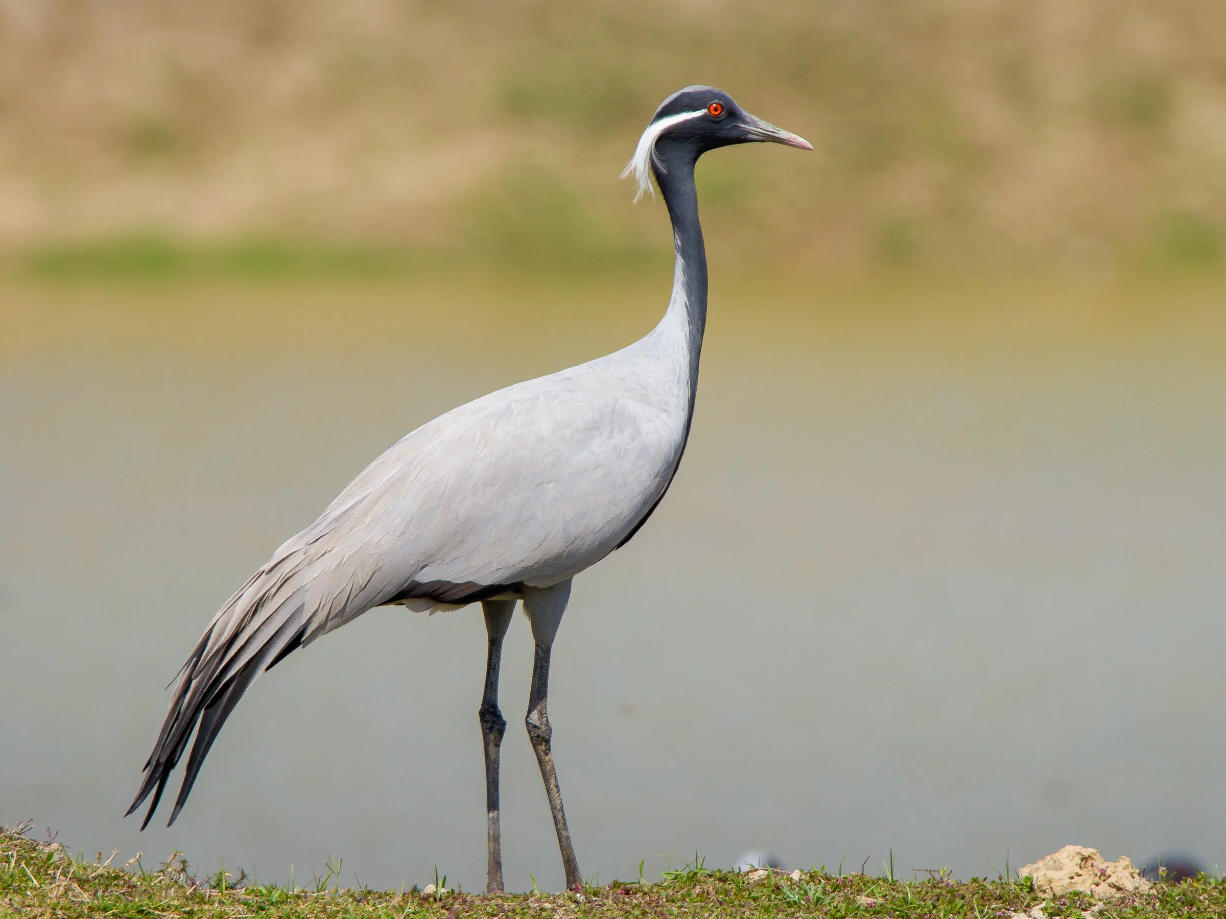 Demoiselle crane 