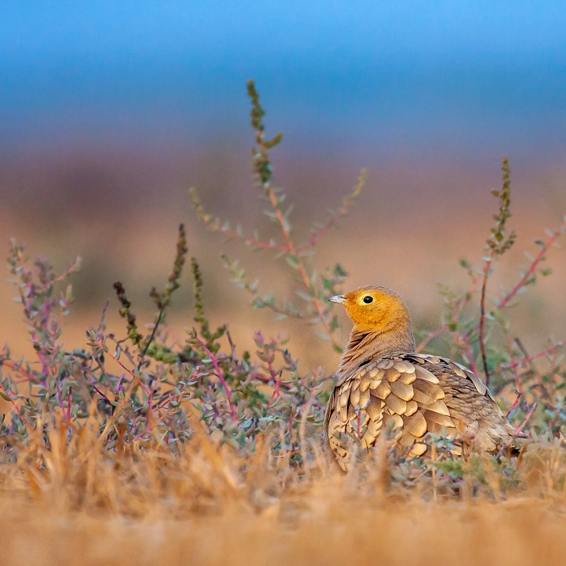 Chestnut-bellied sandgrouse
