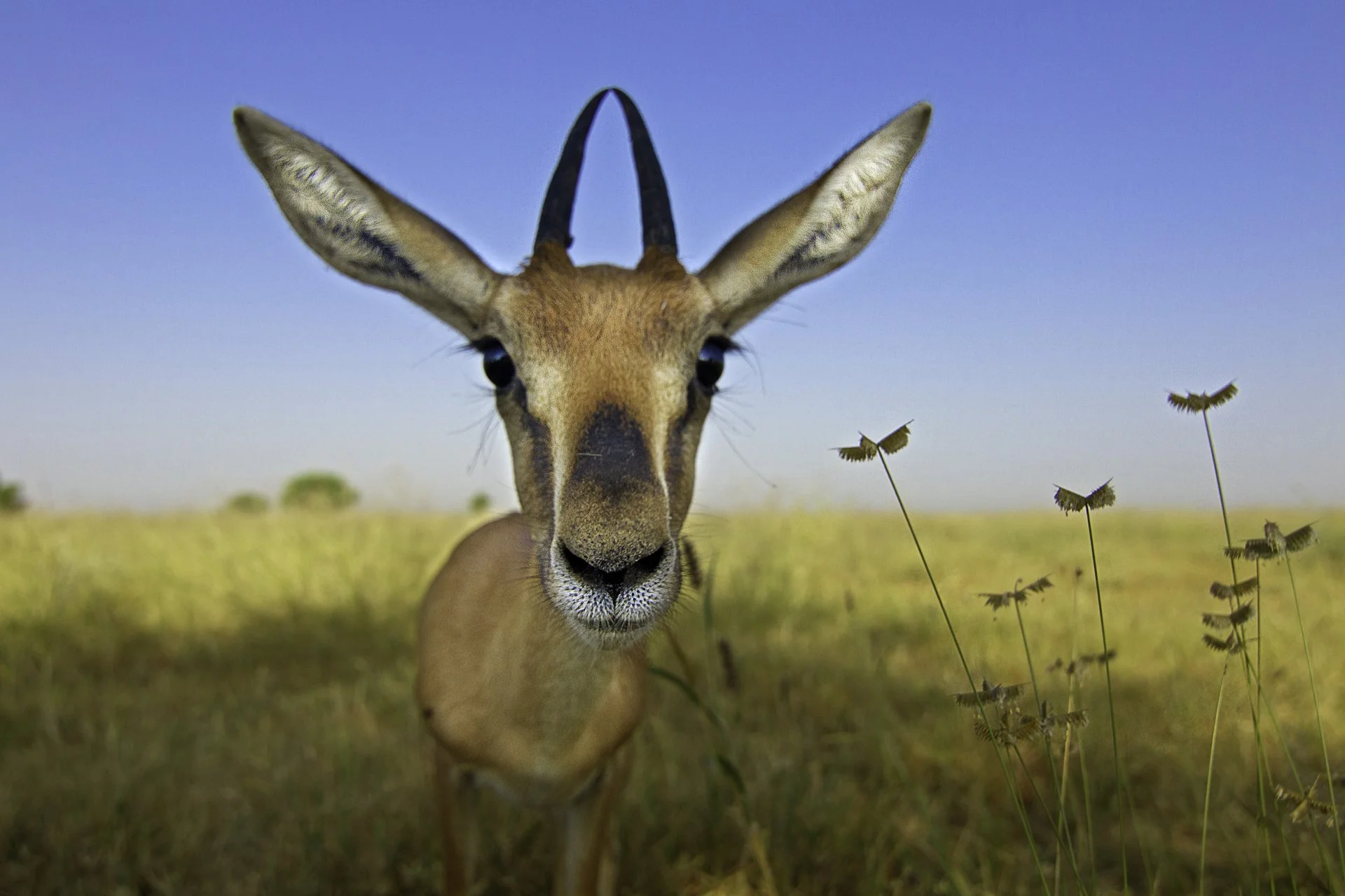 Indian gazelle, Tal Chhapar, India 