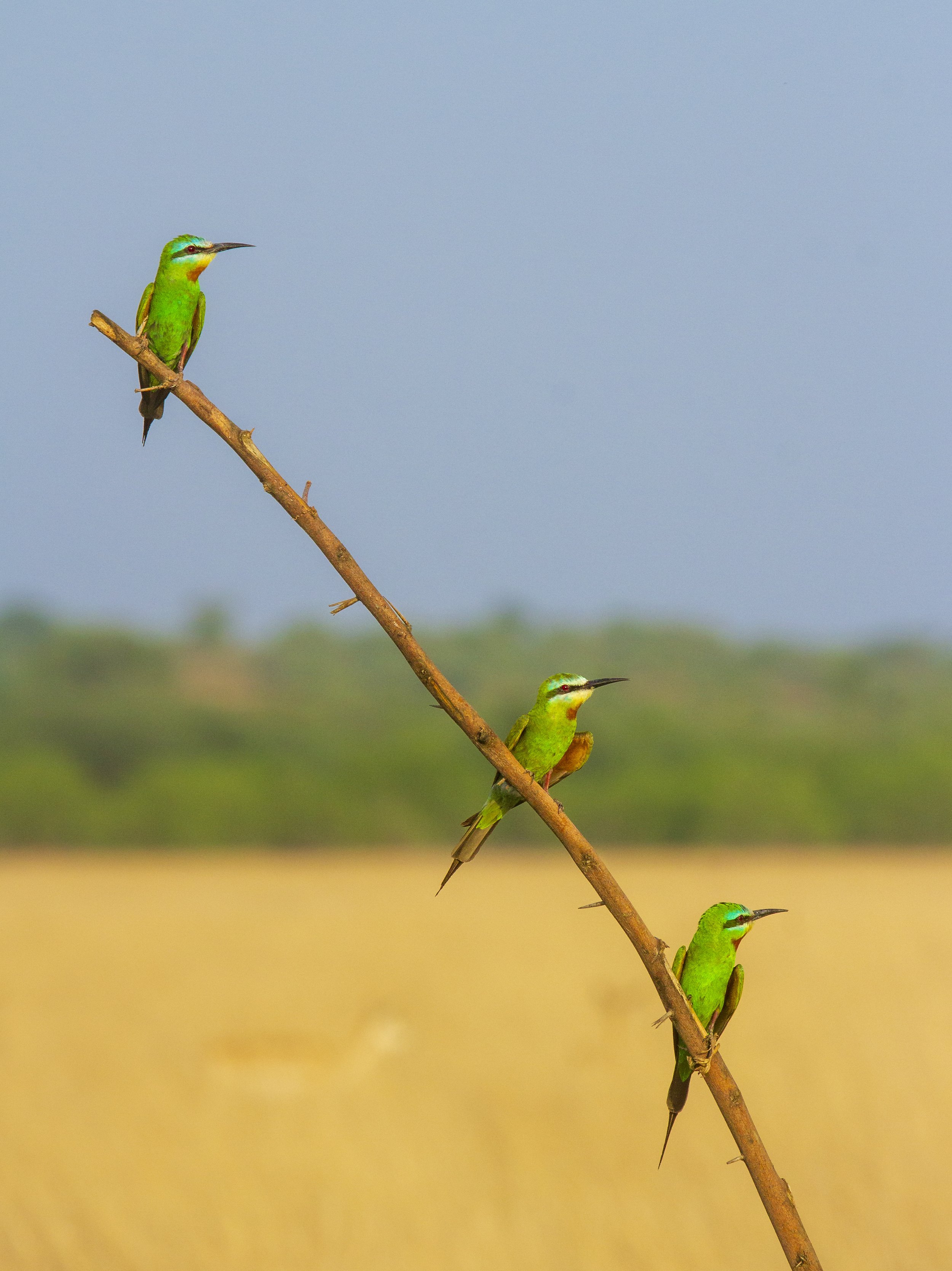 Blue-cheeked bee-eaters