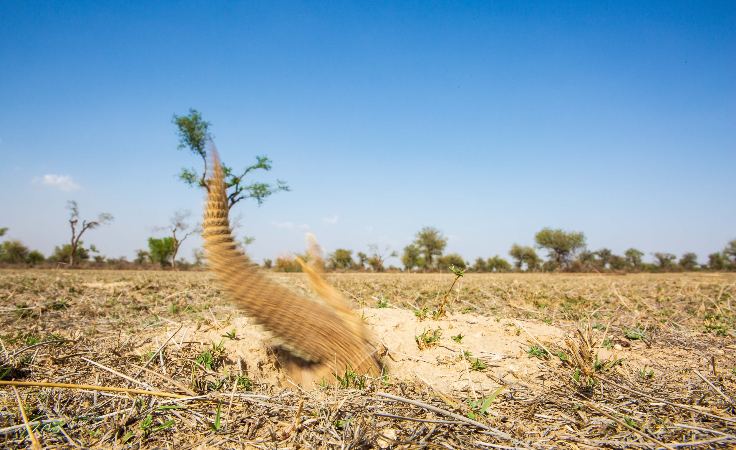 A spiny-tailed lizard scurrying back to its burrow
