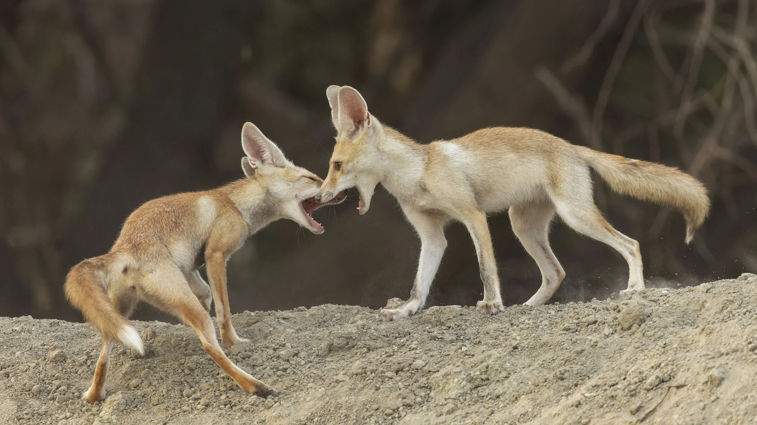 Desert fox pups playing