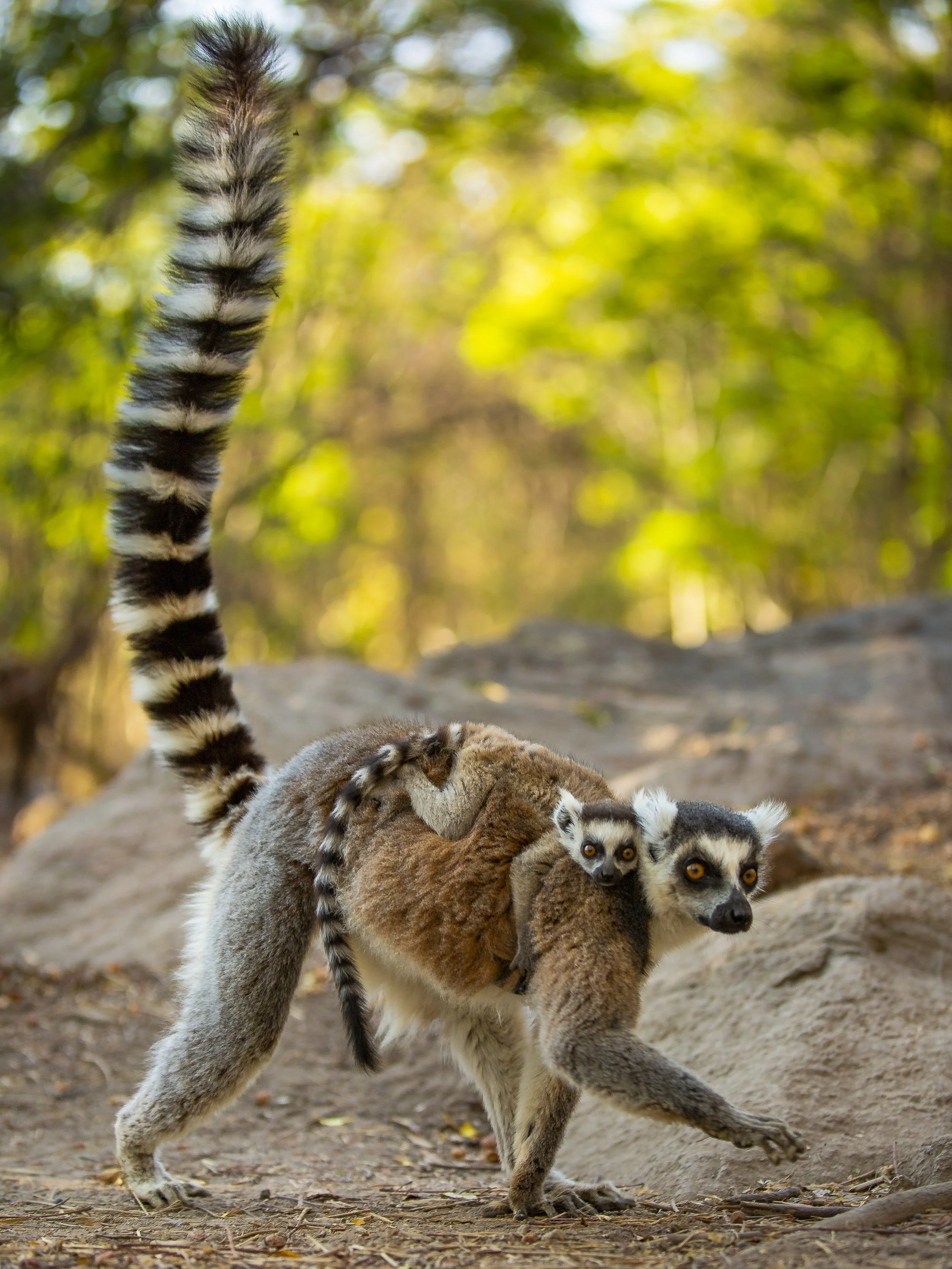 Ring-tailed lemur