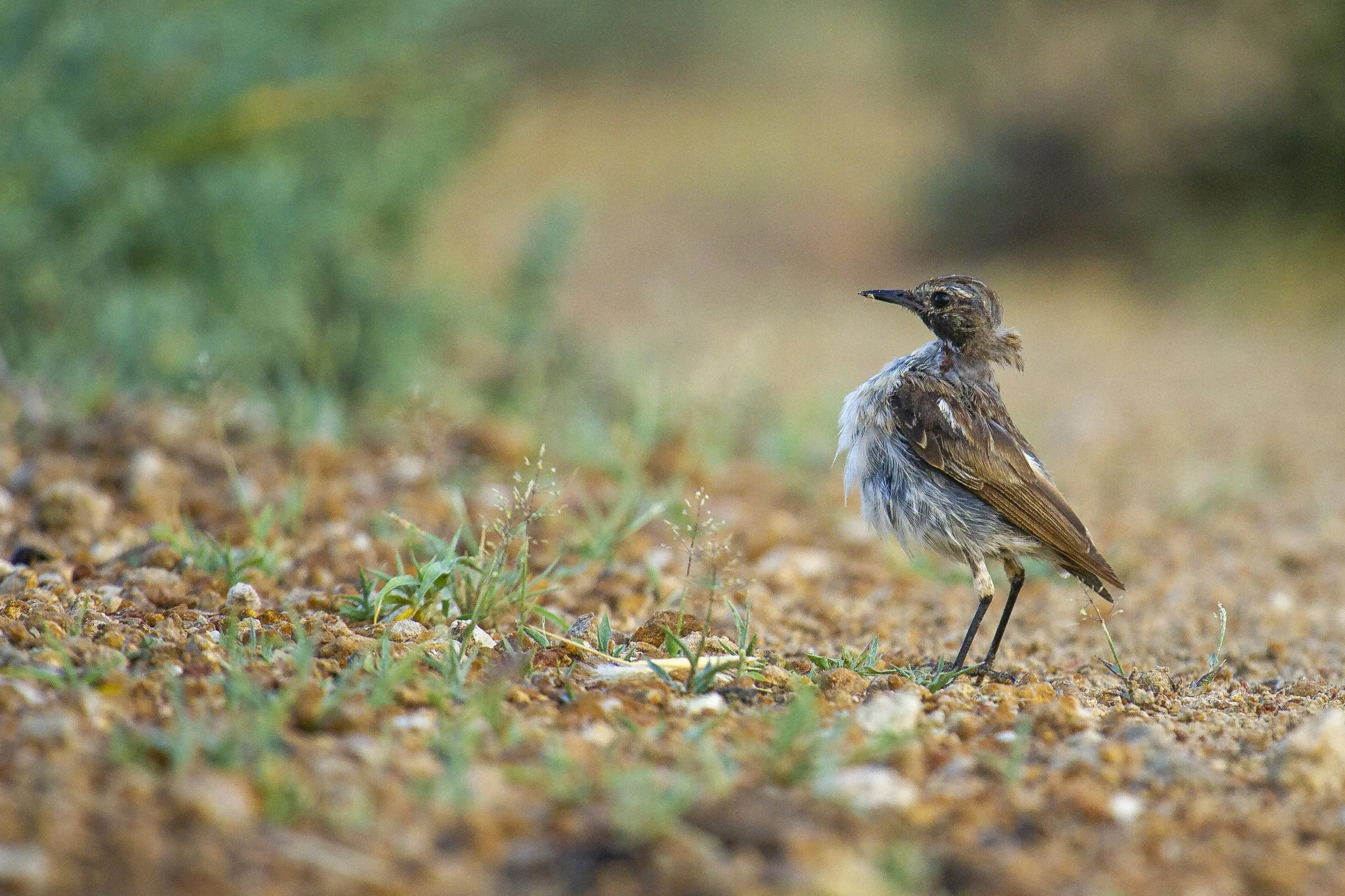 Stolickza's bushchat 