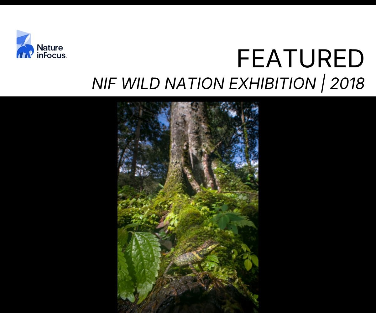 Copy of NIF Desert Fox (1).jpg