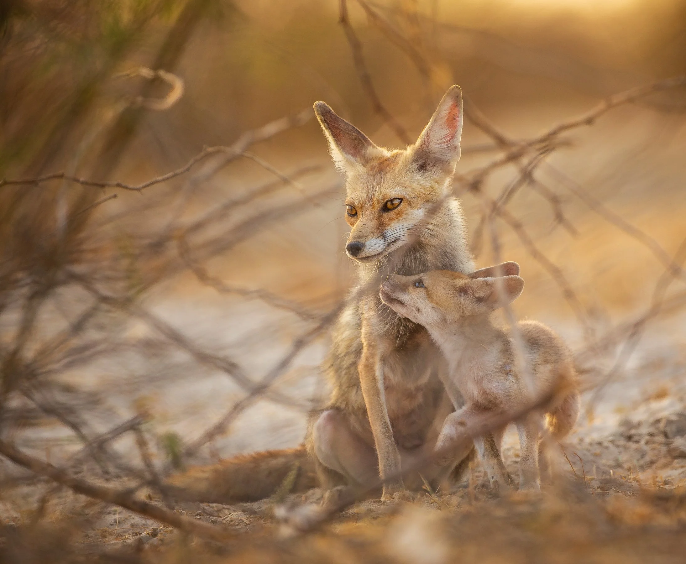 Desert foxes, Rann of Kutch, India 