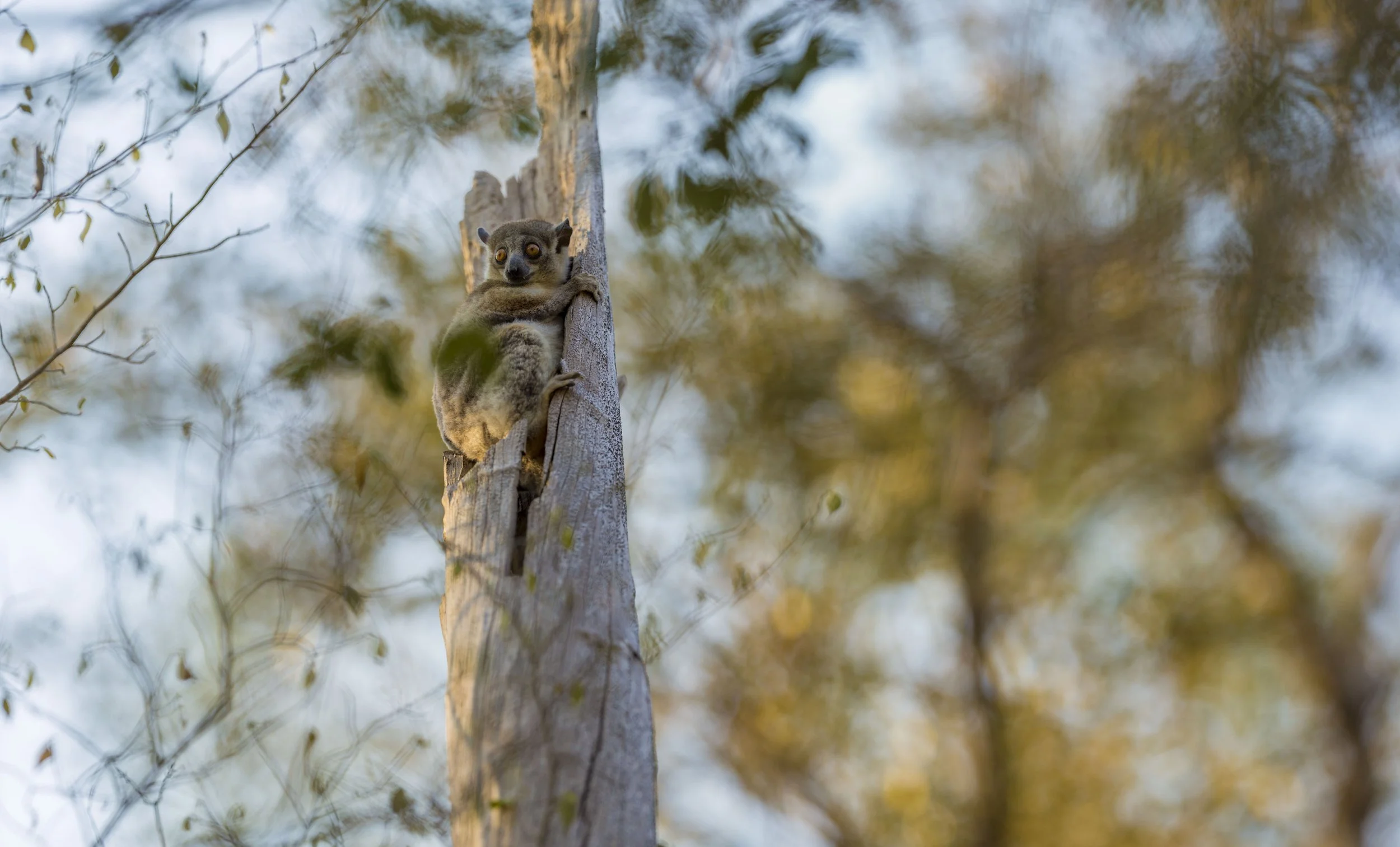 Zombitse sportive lemur