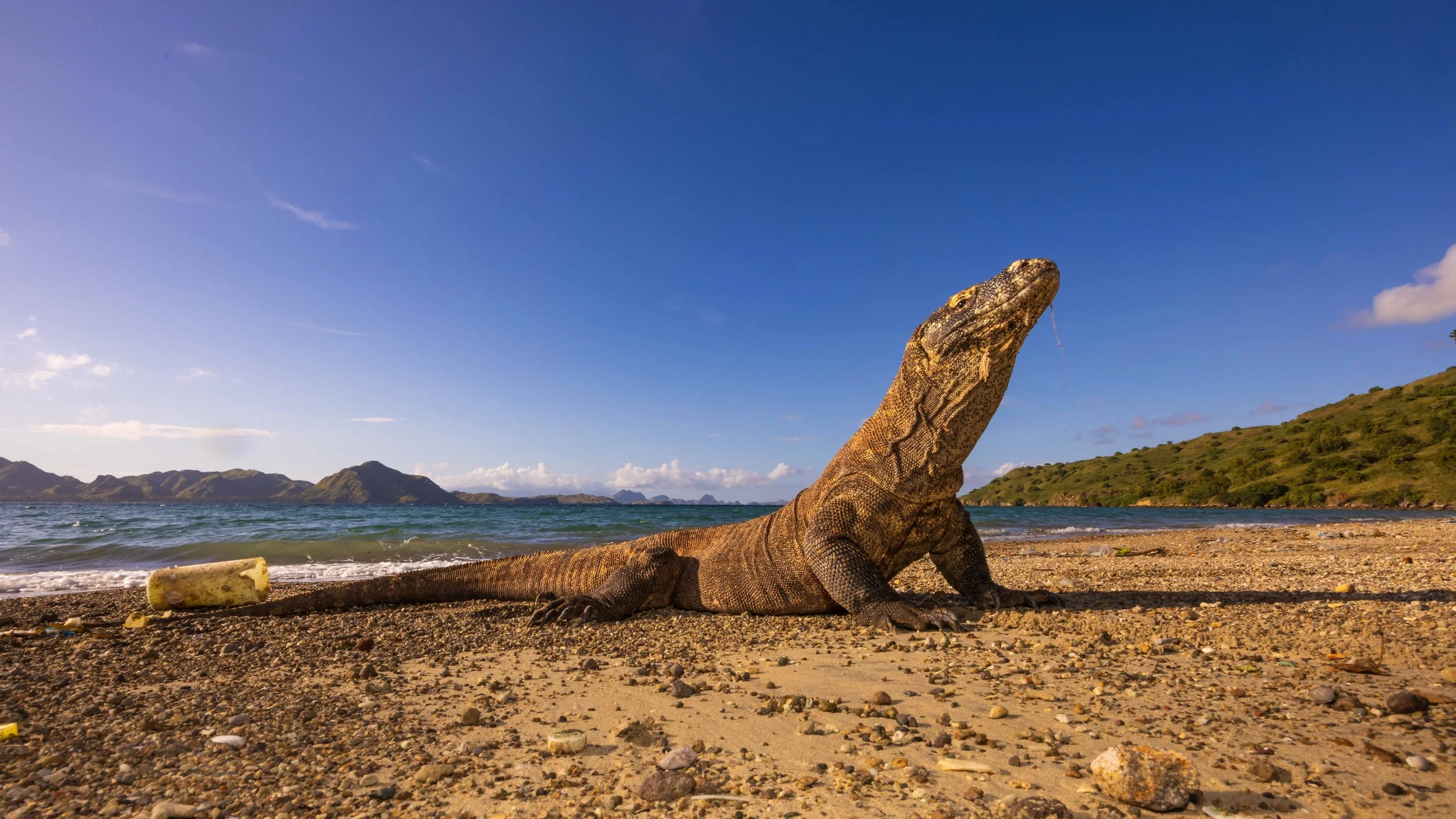 Komodo dragon, Komodo Island, Indonesia