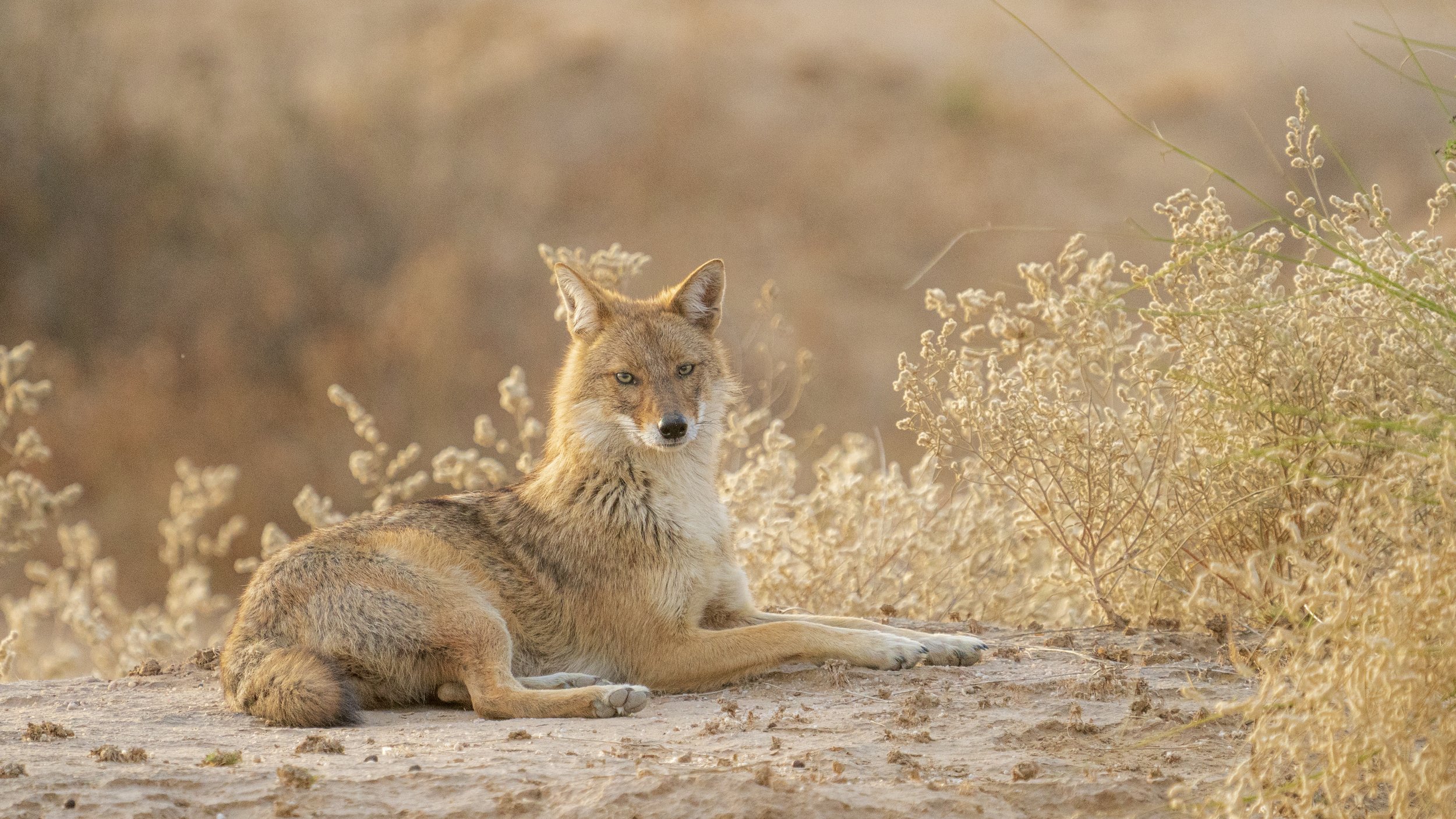 Indian jackal 