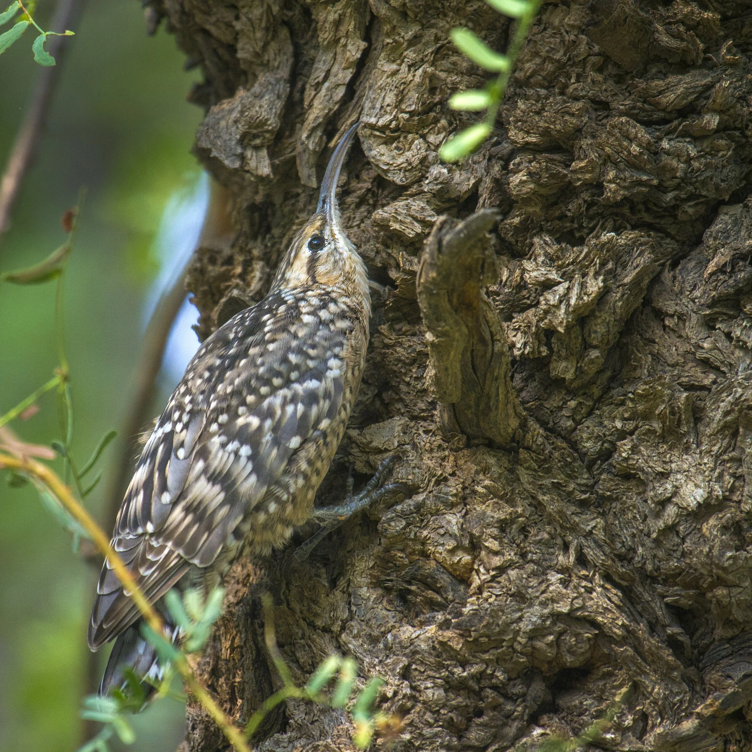 Spotted tree-creeper 