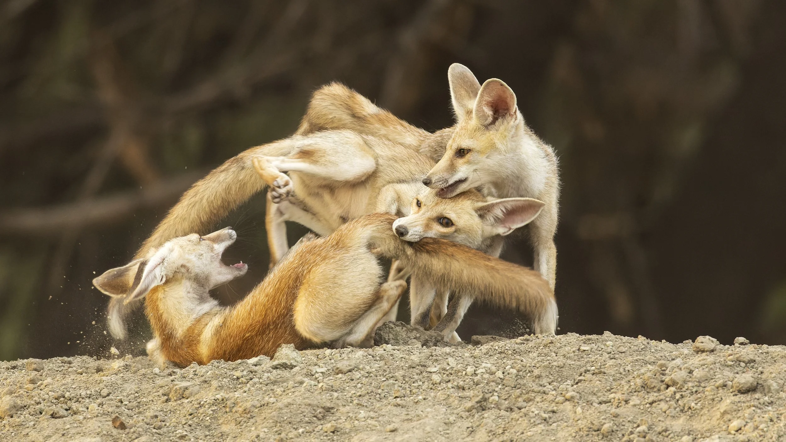 Desert fox pups playing