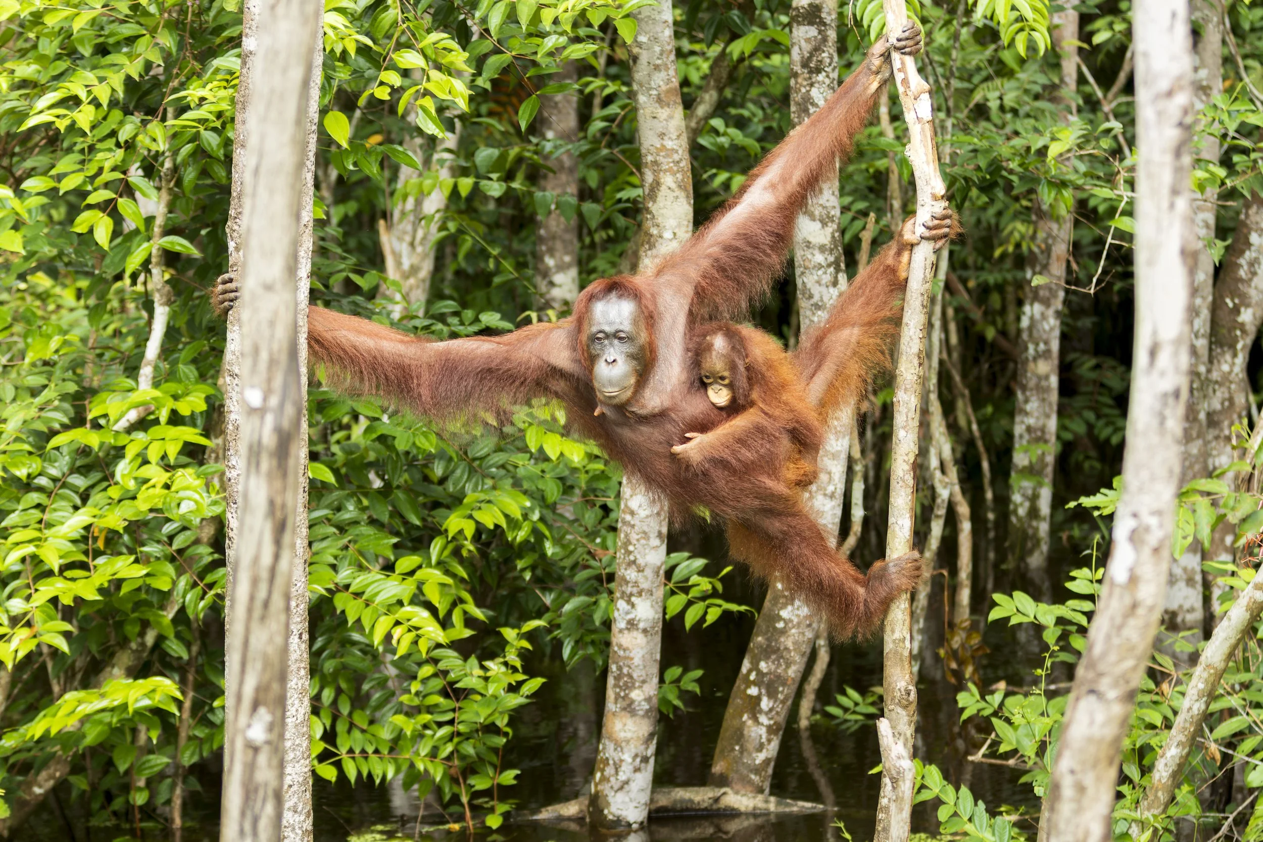 Orangutans, Borneo, Indonesia 