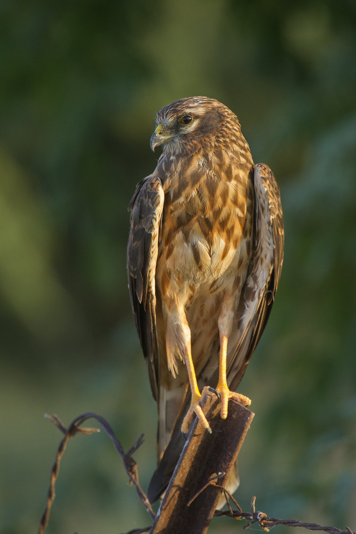 Montagu's harrier (juvenile) 