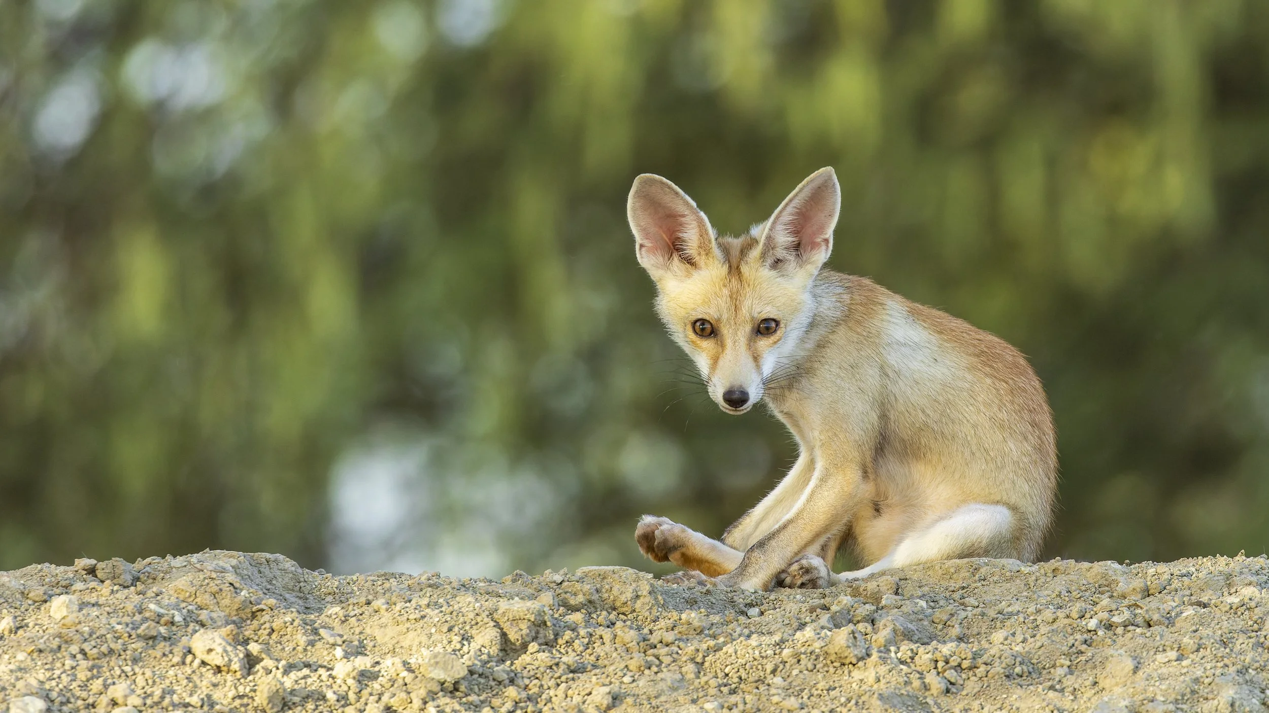 Desert fox pup 