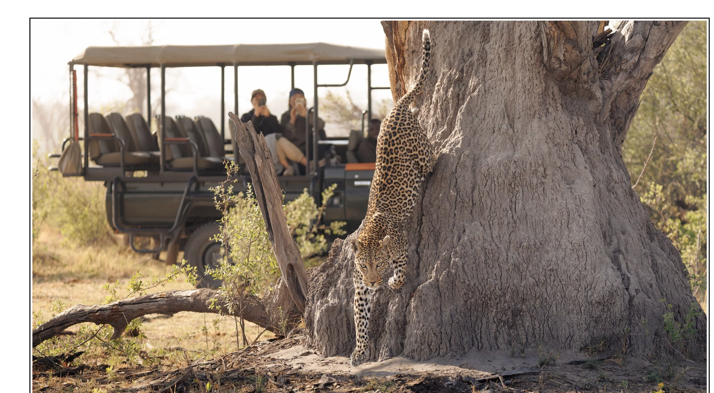 Wild Botswana