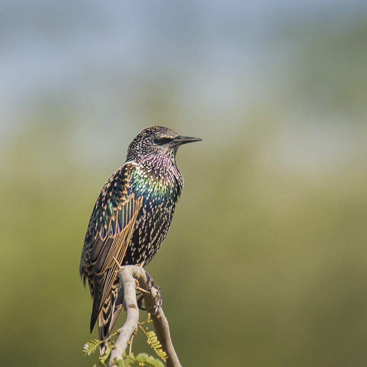 Common starling 