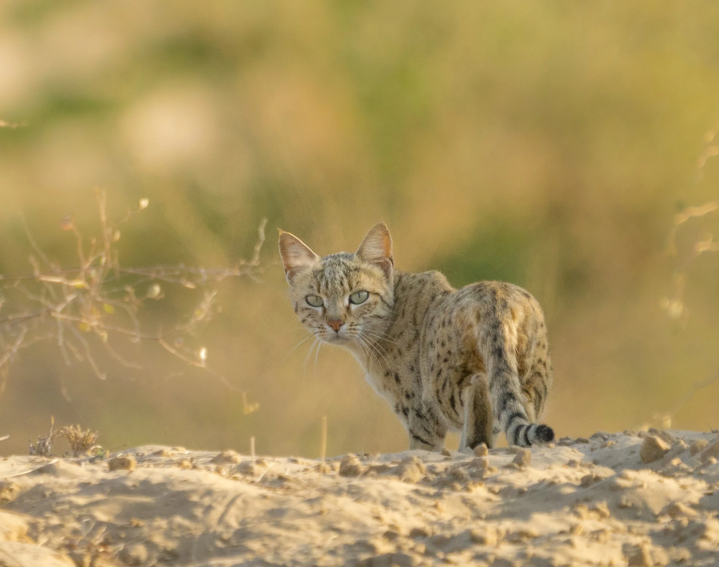 Desert cat 