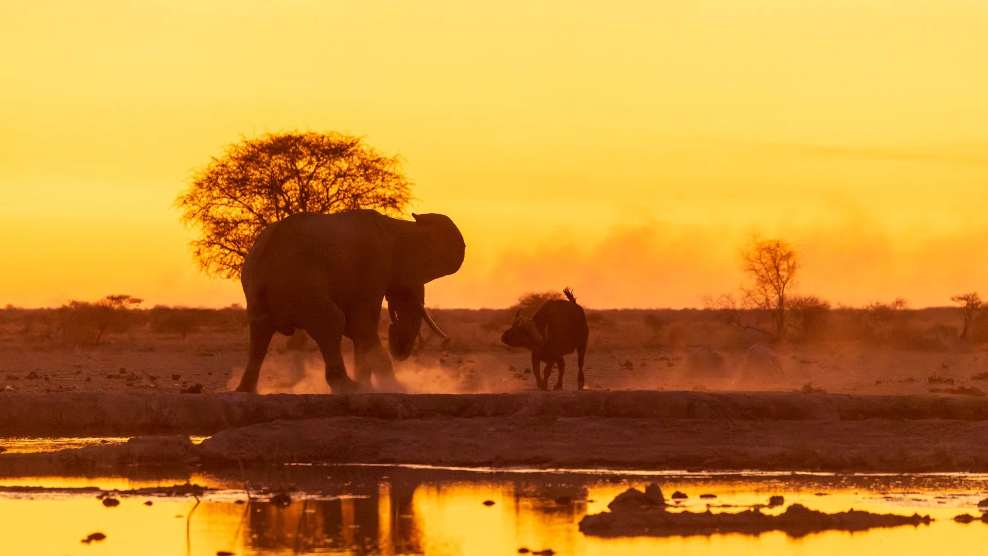 Elephant and buffalo, Nxai Pan, Botswana