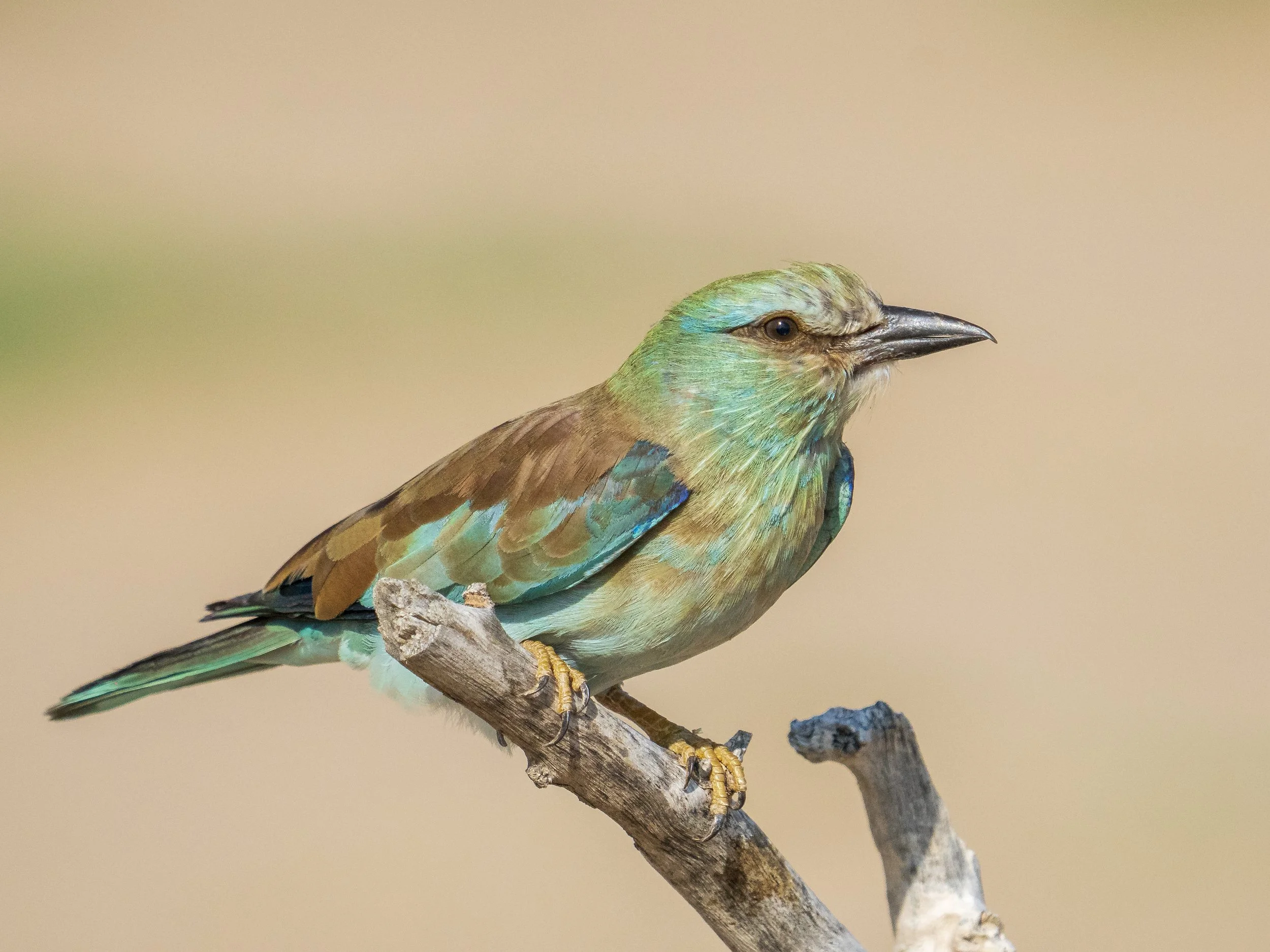 Eurasian roller 