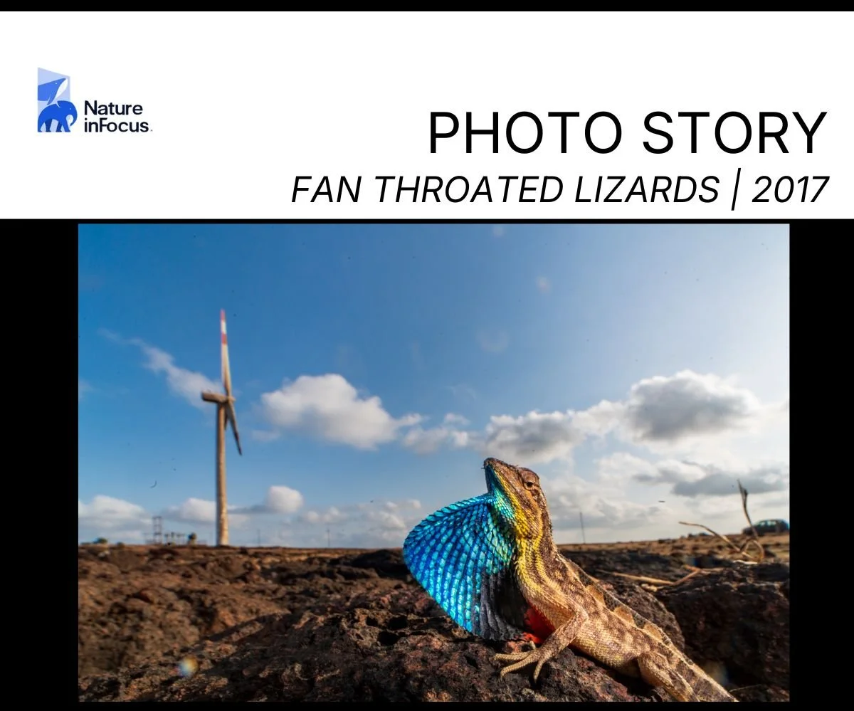 Copy of Copy of NIF Desert Fox.jpg