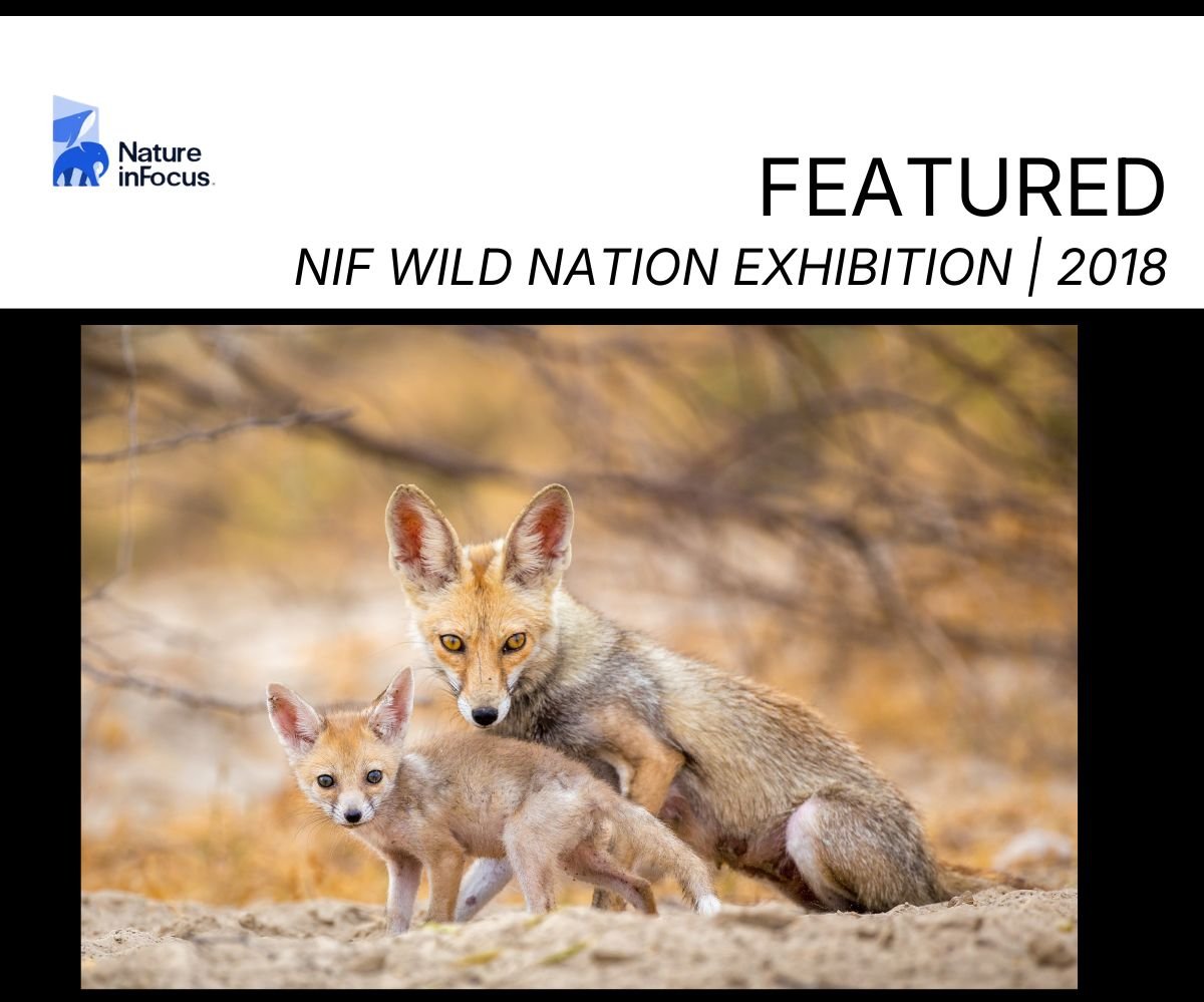 NIF Desert Fox.jpg