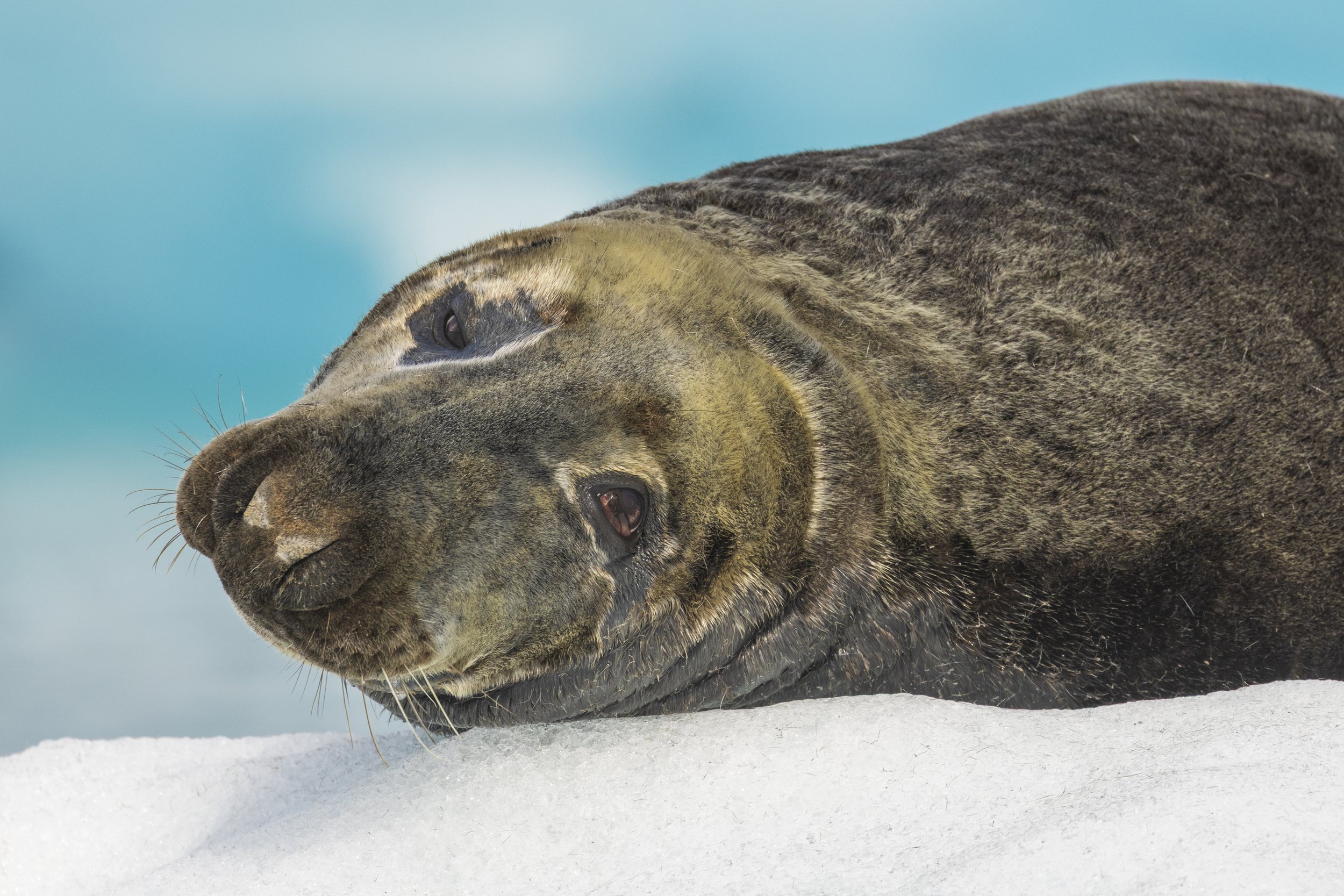 Grey seal, Jokulsarlon, Iceland 