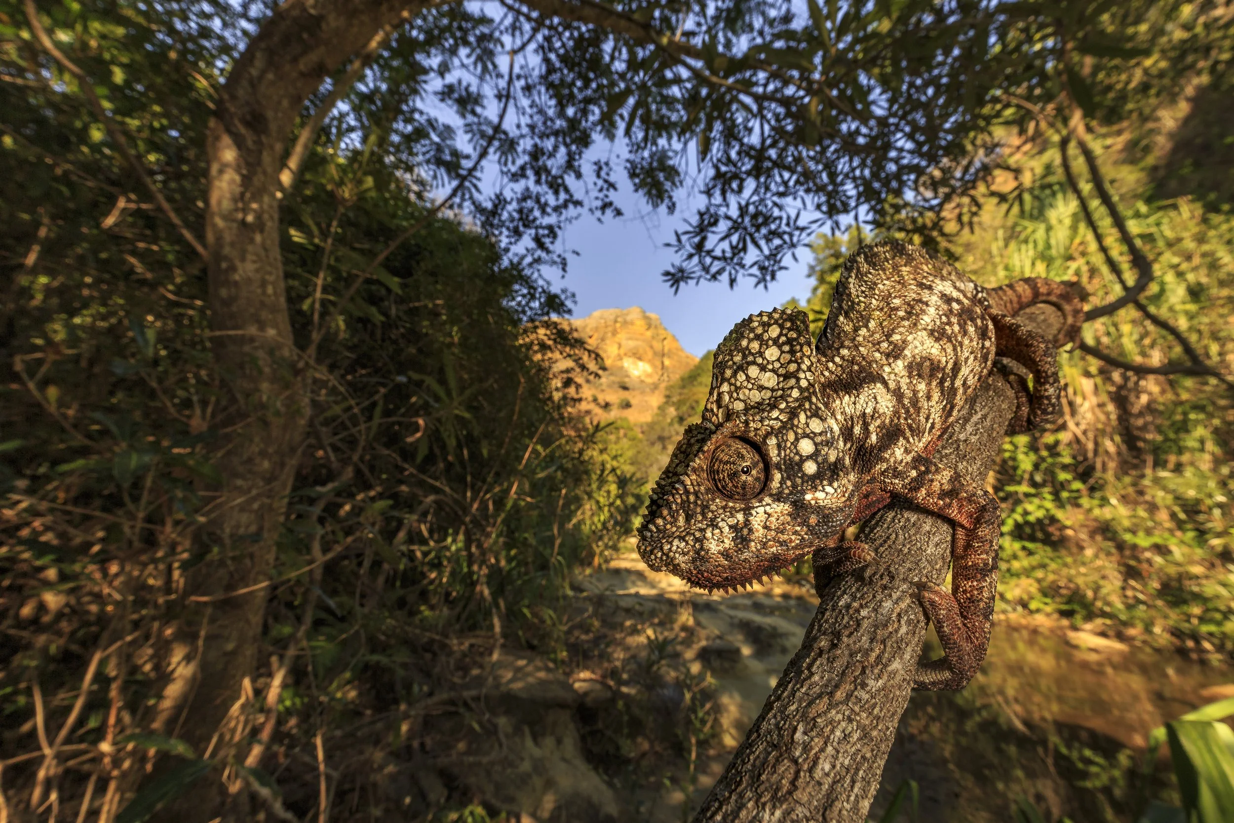 Oustalet's chameleon (Furcifer oustaleti)