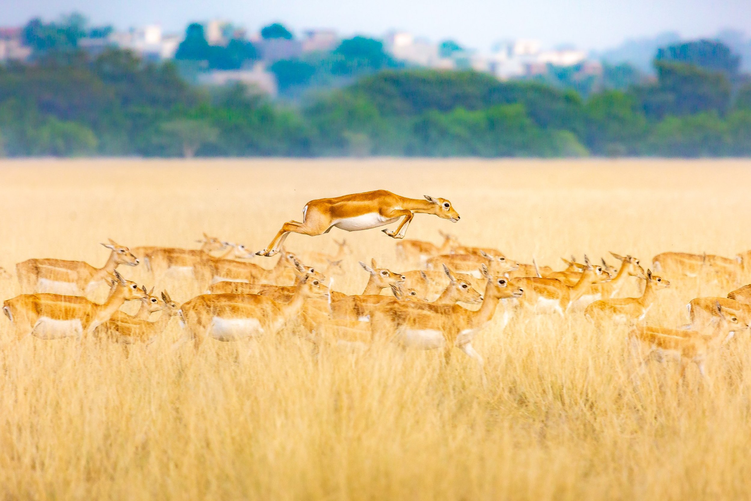 A female blackbuck herd
