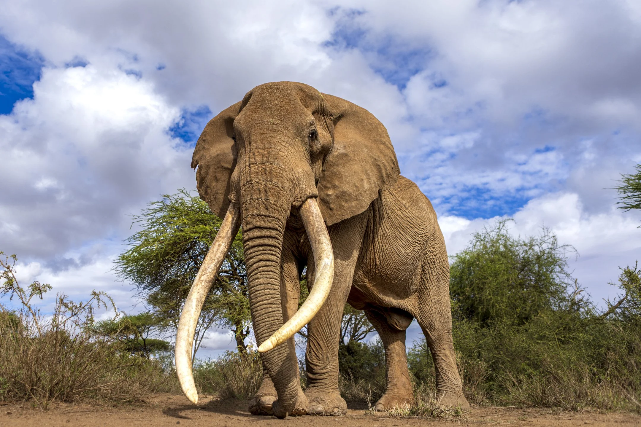 Elephant, Amboseli, Kenya 