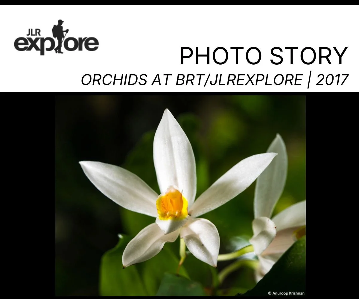 Copy of jlr explore slime mold (1).jpg