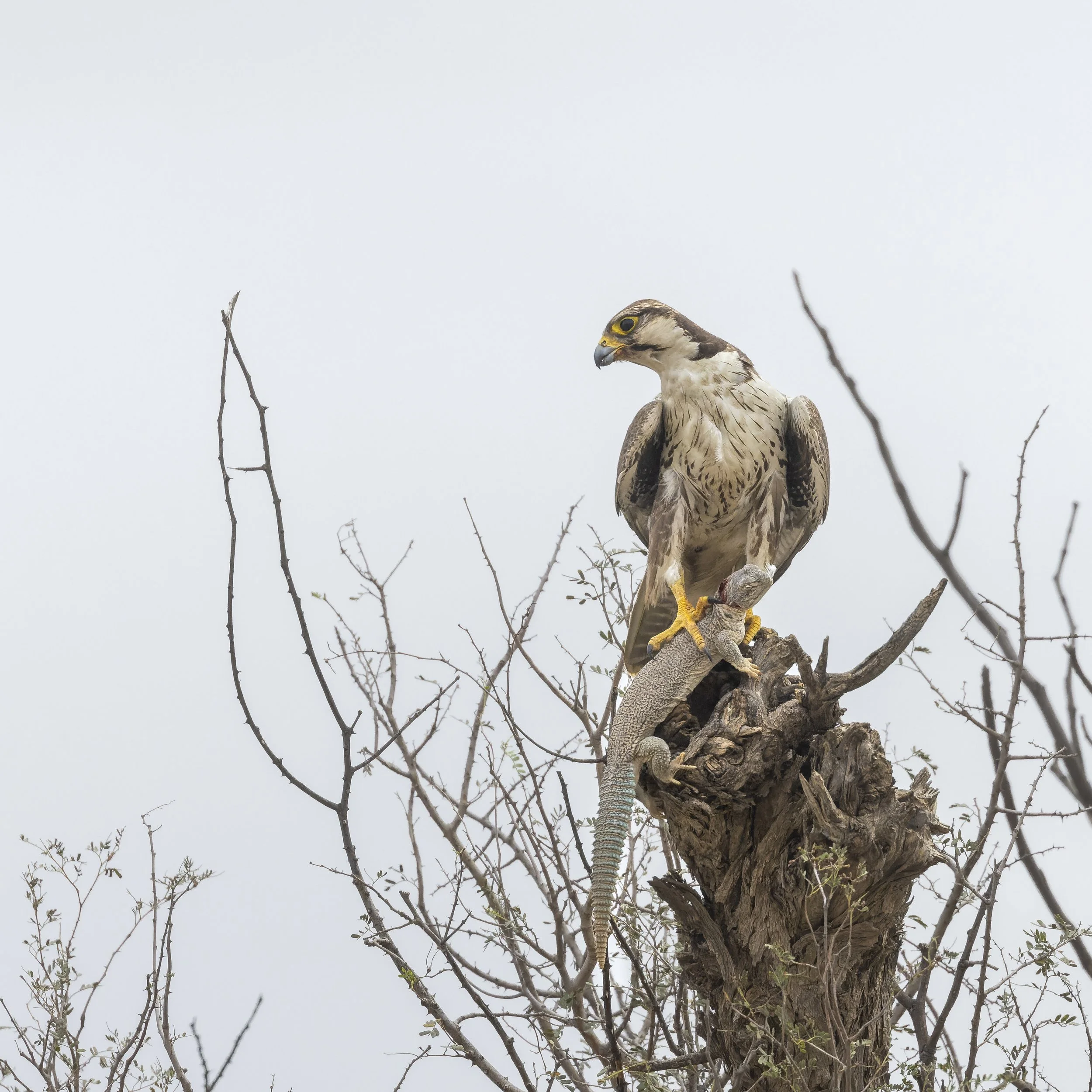 Laggar falcon with a spiny-tailed lizard