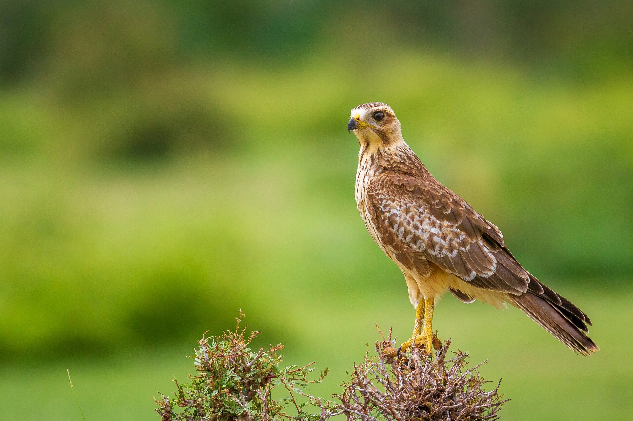 White-eyed buzzard