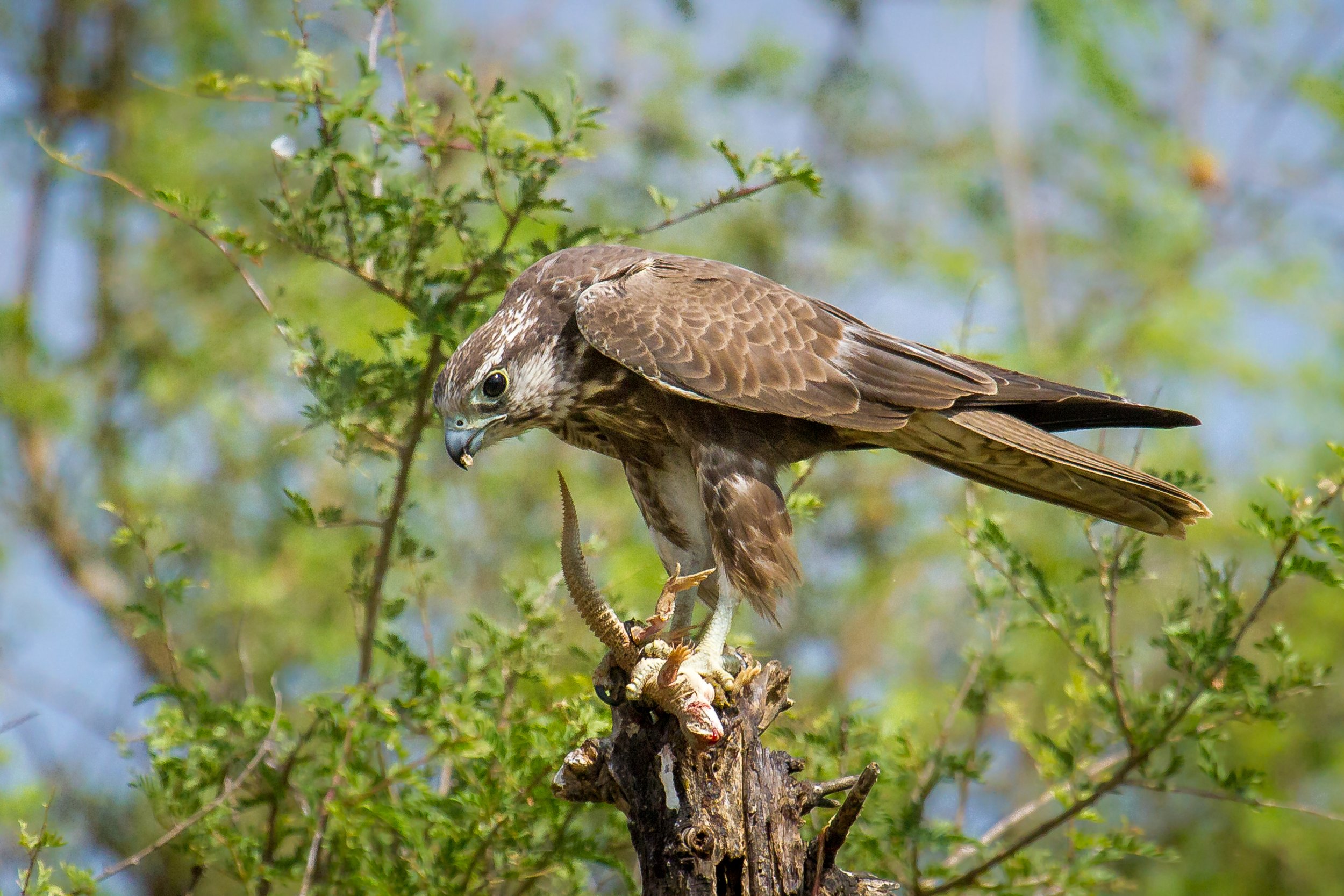 Laggar falcon with a spiny-tailed lizard