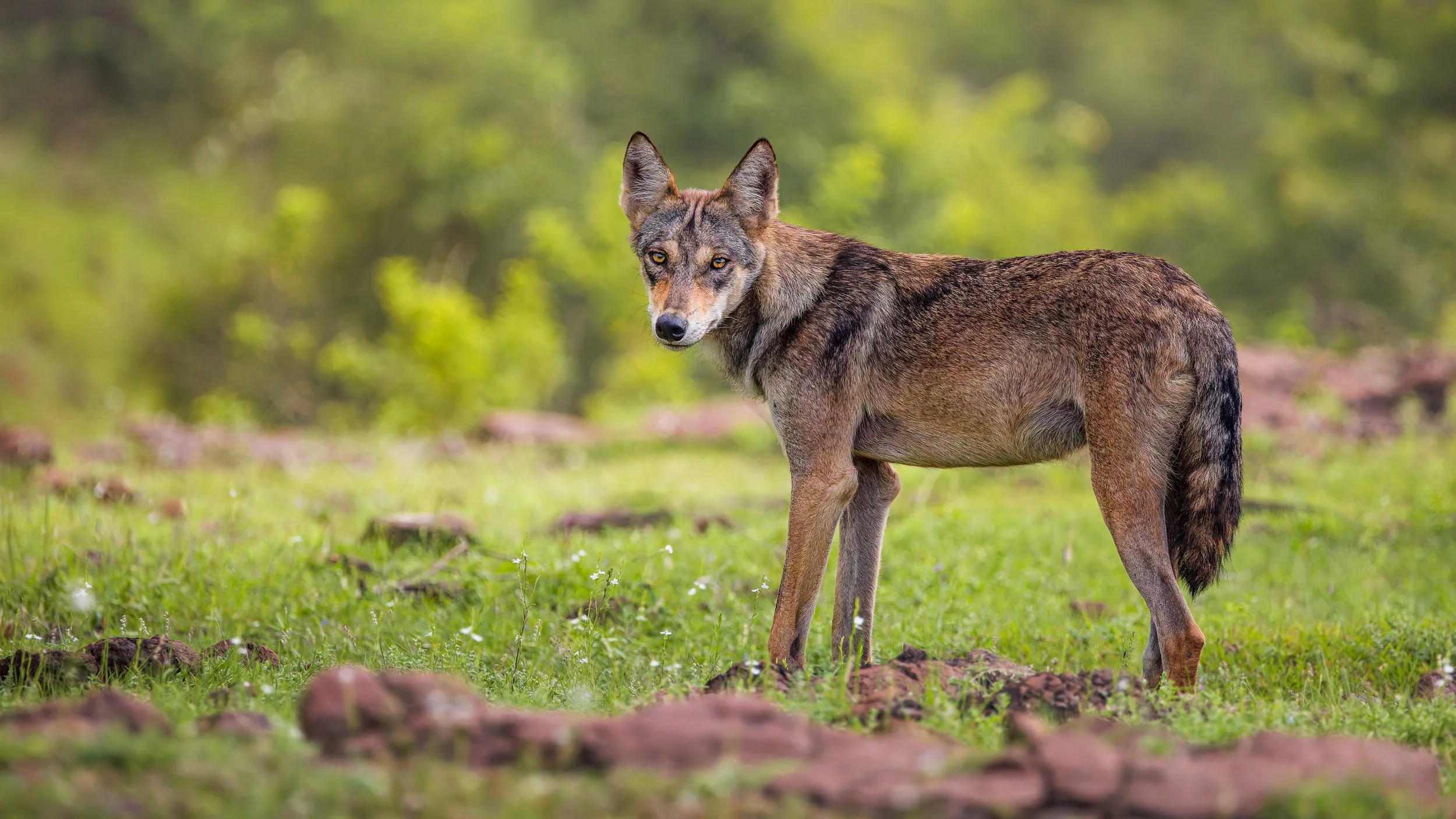 Wolf in the rocky green habitat.jpg