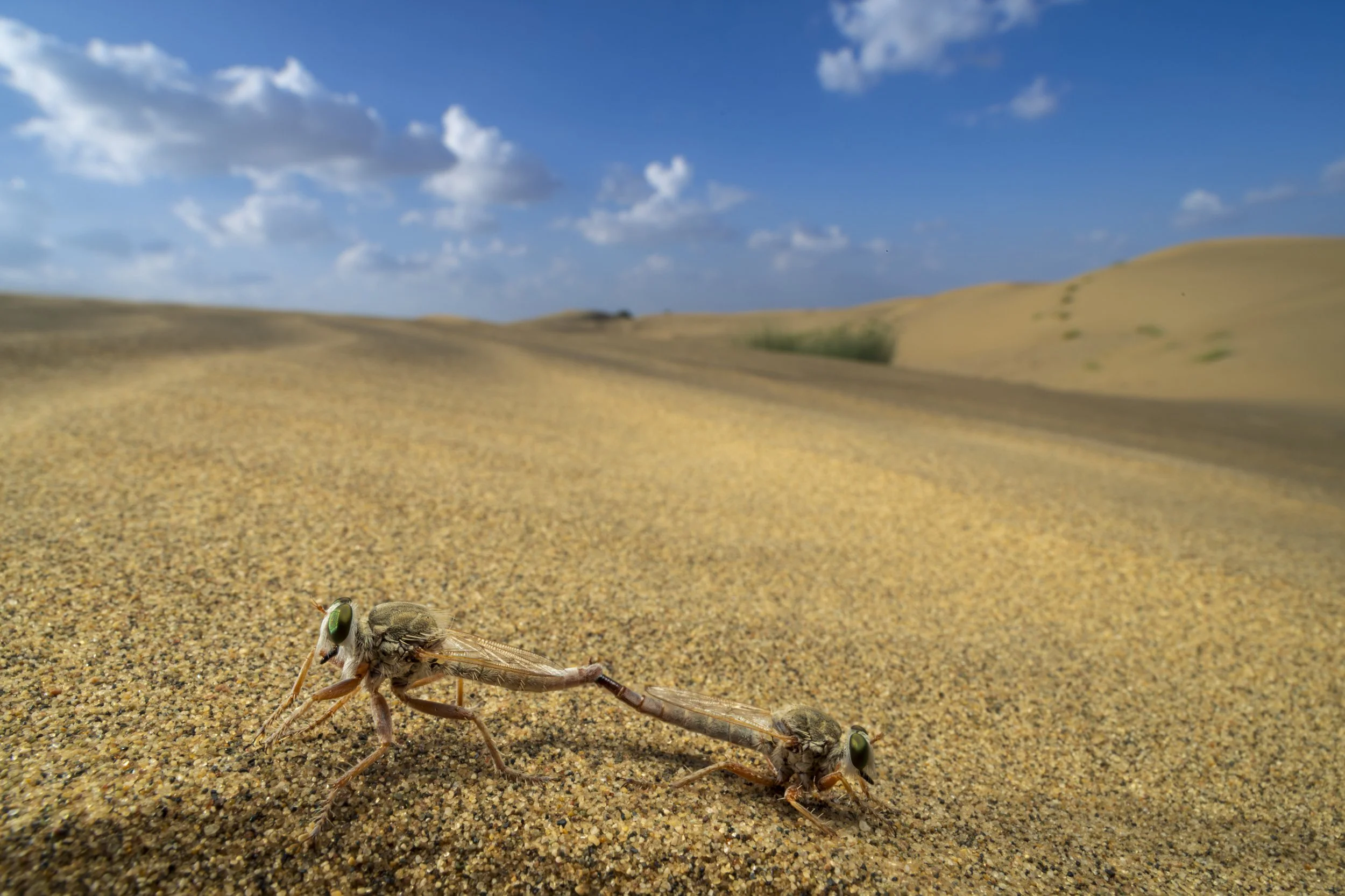 Robber flies, Jaisalmer, India
