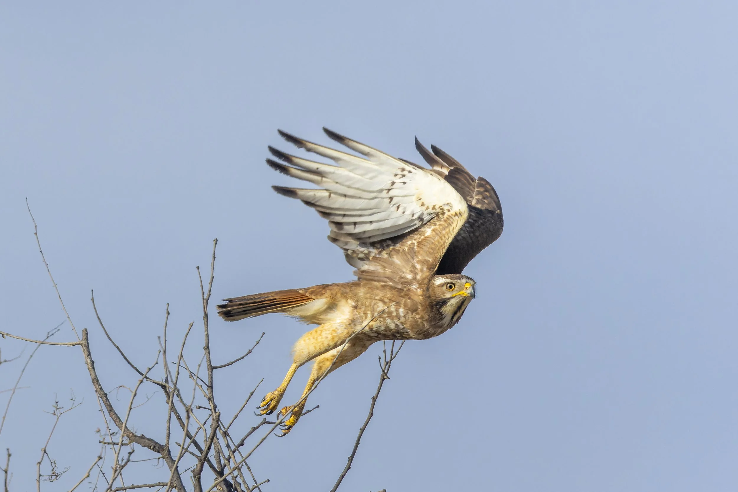 White-eyed buzzard