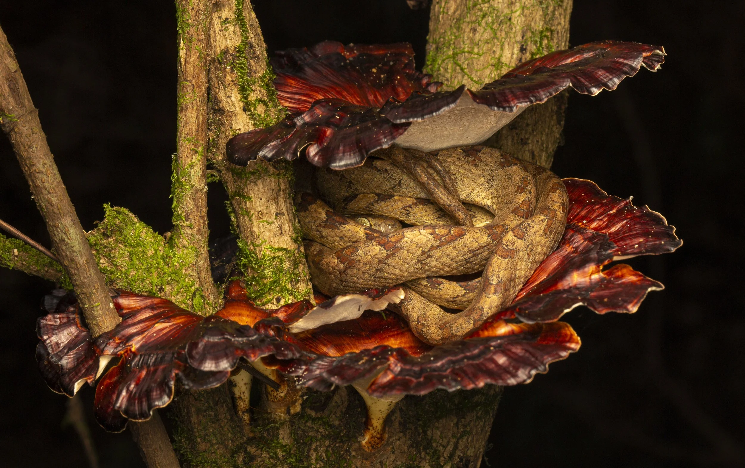 Collared cat snake, Sharavati, India 